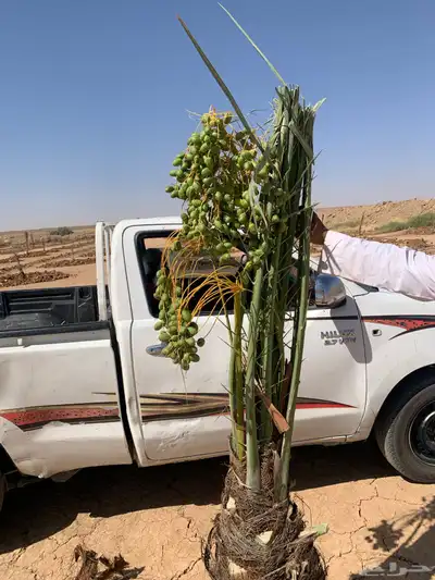 شبيبي حلوه خنيزي 2
