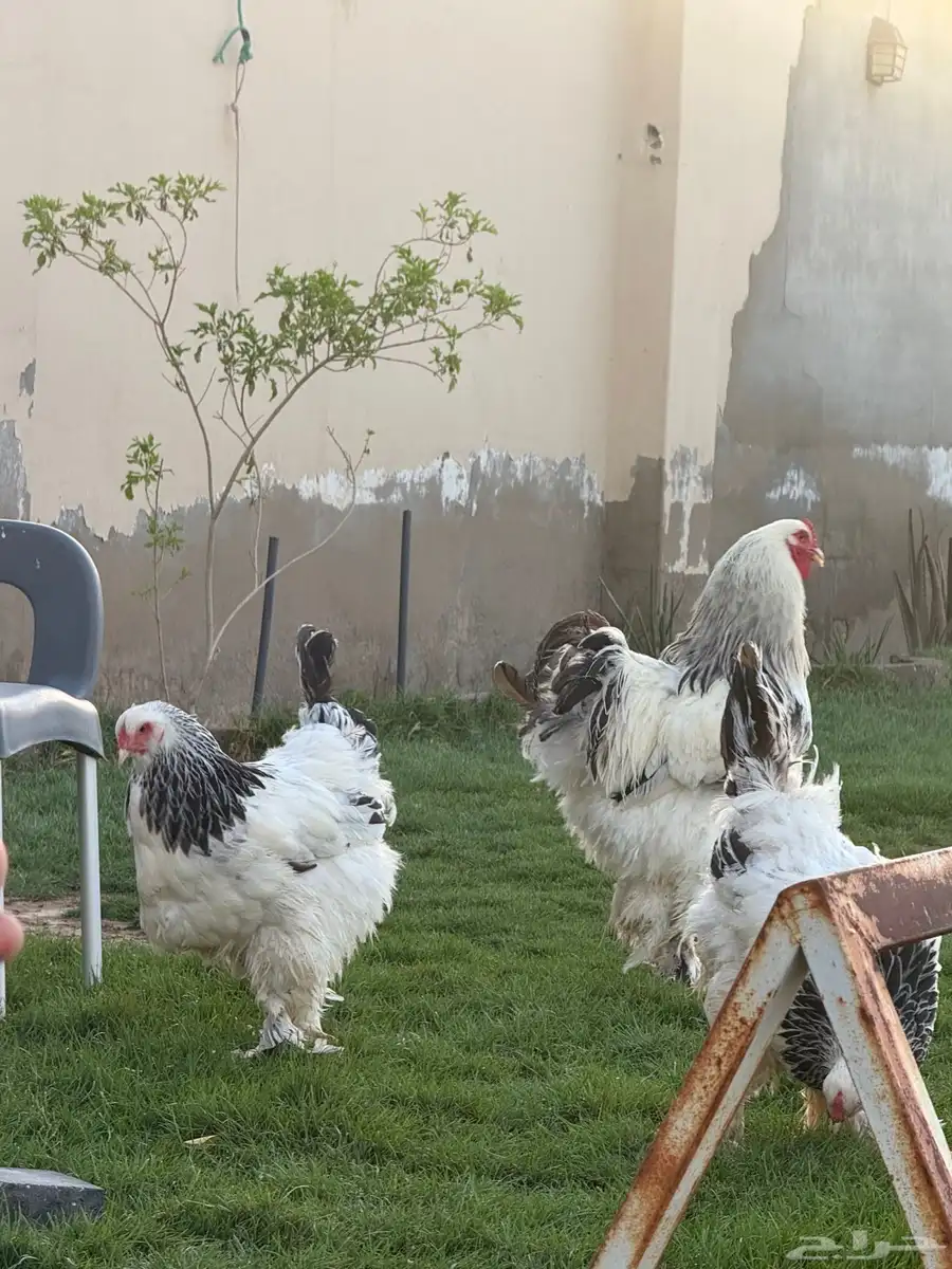دجاج برهما كولومبي اصل 1
