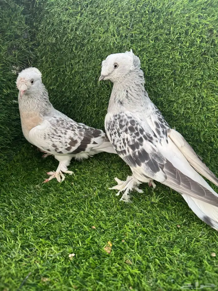 زوج تركي دبل كرست 4