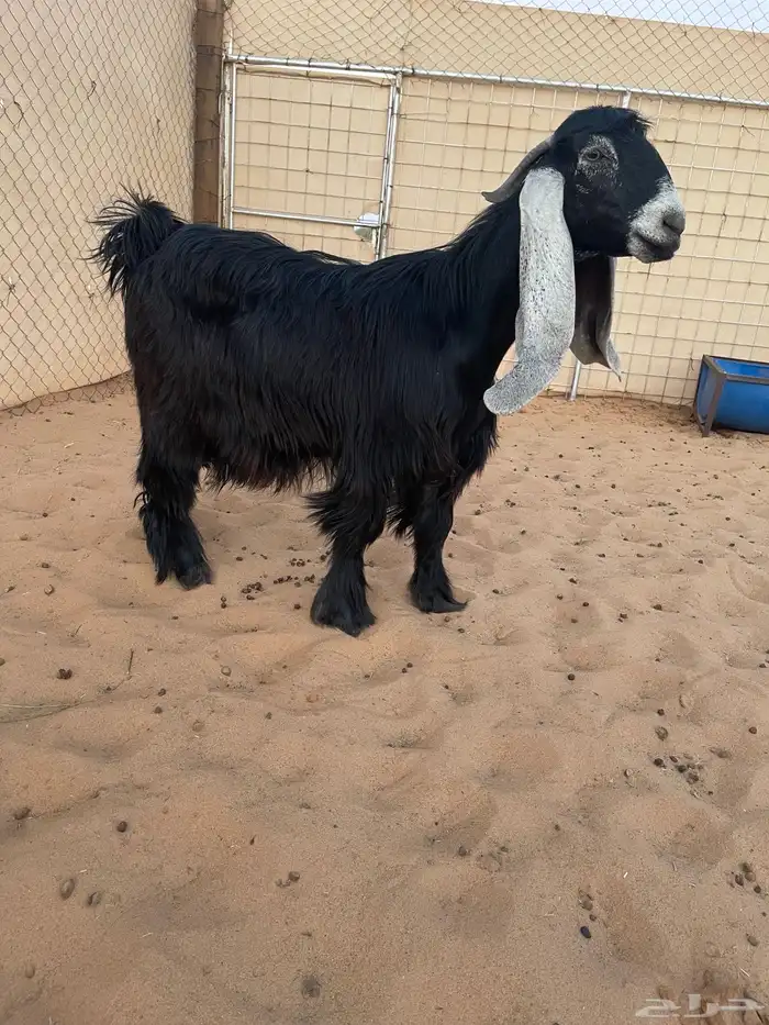 عرض بيع ثنوات عوارض صنف 2