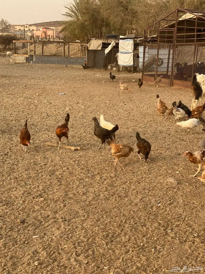 فروخ دجاج للبيع 1