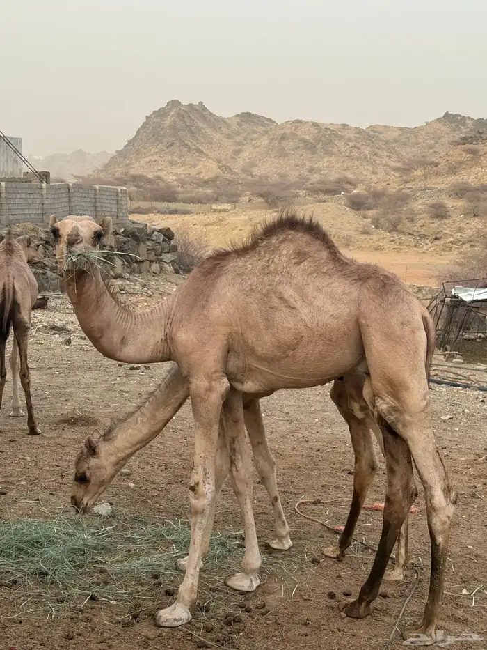قعود وحسيل للبيع 0