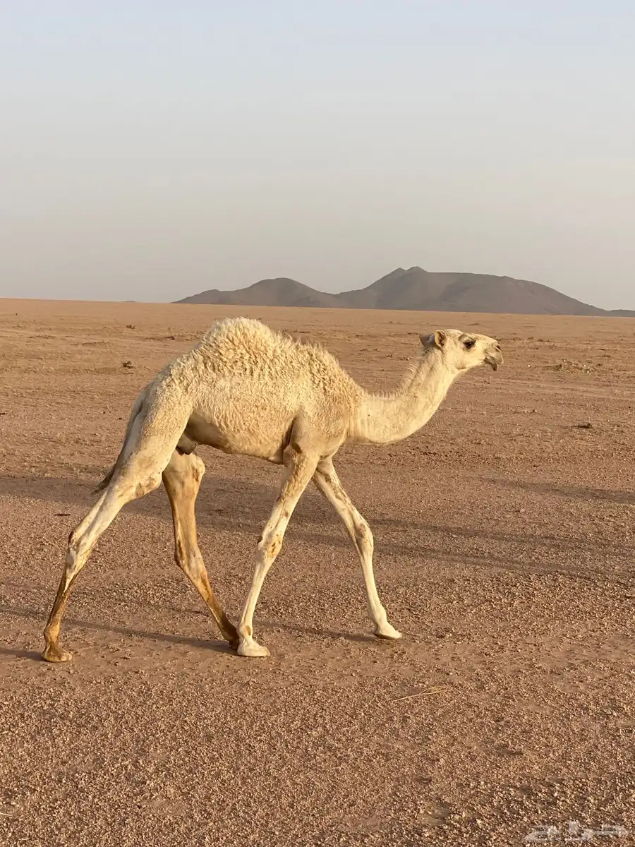 قعدان حليب تحت امهاتهن 3