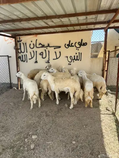 ذبائح مناسبات وثلاجه 2