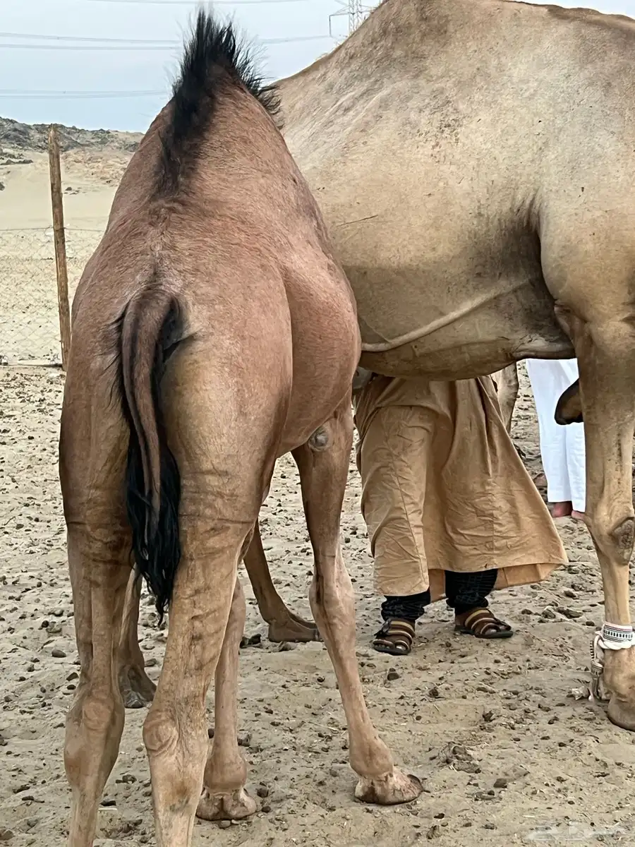 حاشي سمين على الحليب 1