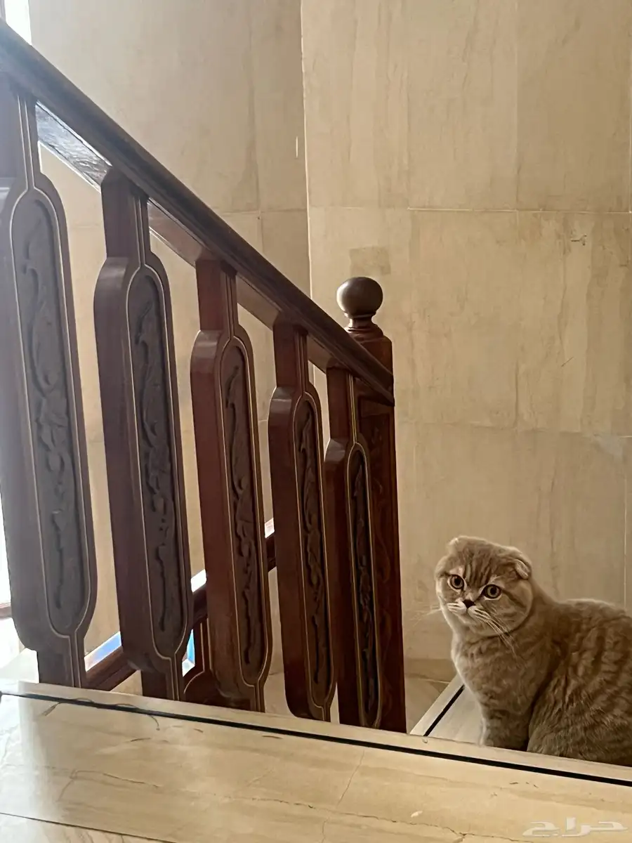 تزواج سكوتش فولد 1