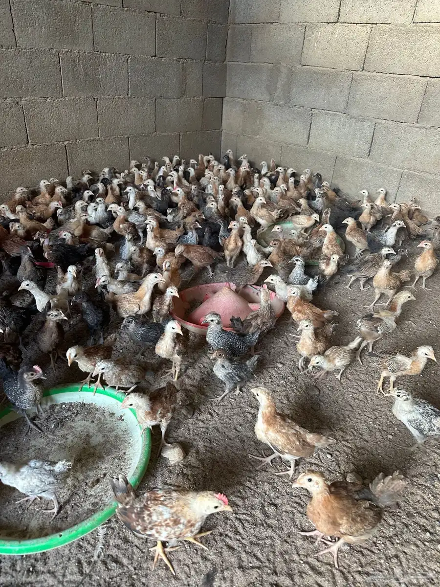 دجاج بلدي عمر شهر ونص العدد 350 1