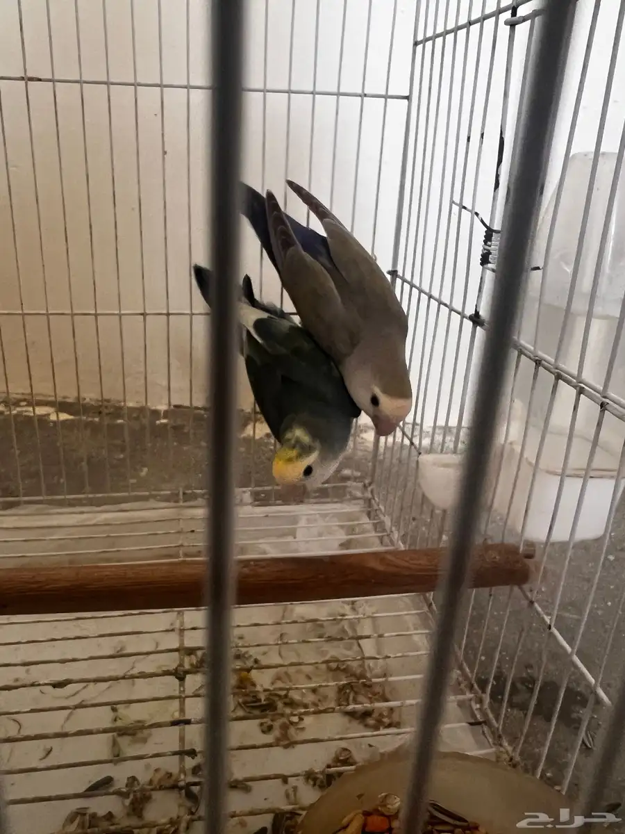 روز 4