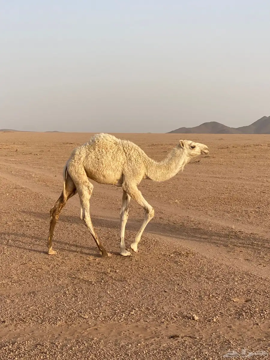 قعدان حليب تحت امهاتهن 1