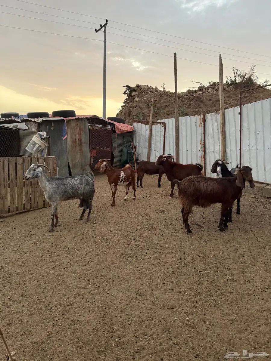 معزا تم البيع 0