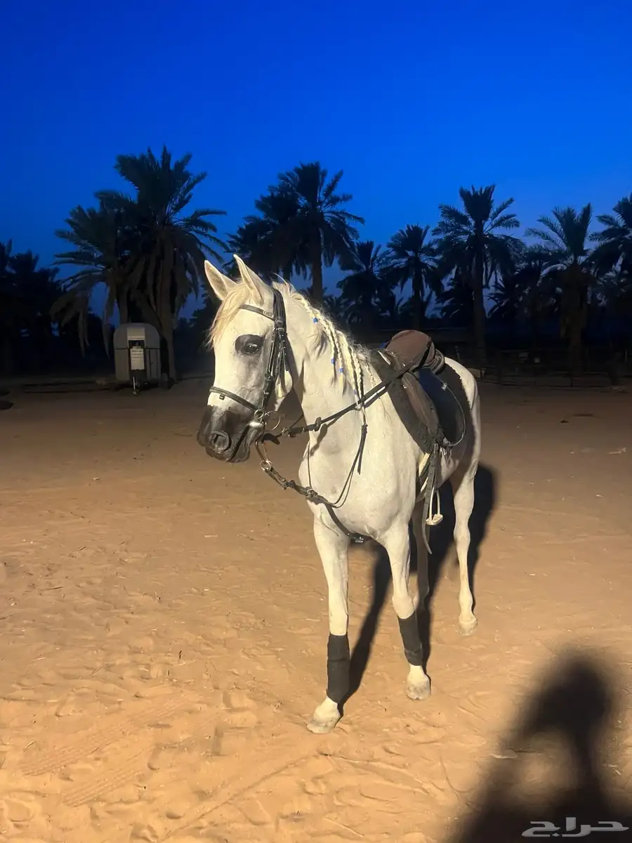 فرس شعبيه 4