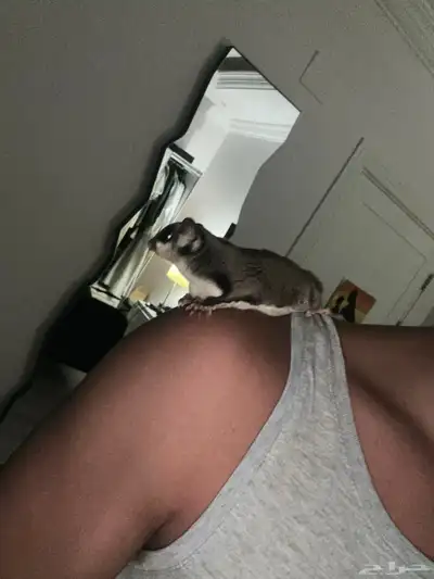 شوقر قلايدر sugar glider 4