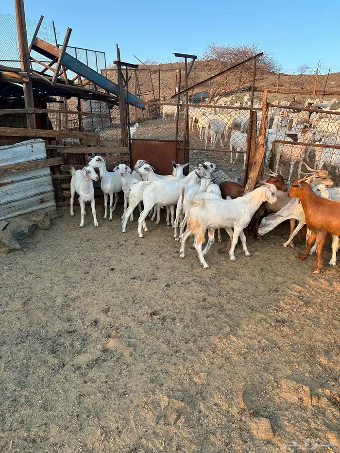 تيوس ذبايح ( تم البيع) 2