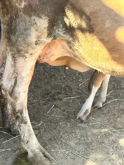بقر للبيع 3