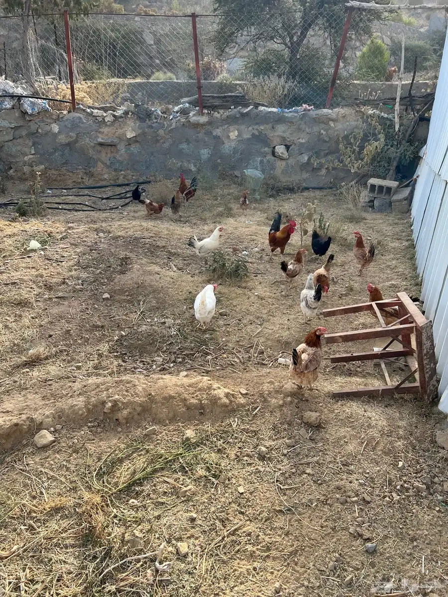 دجاج بلدي 2