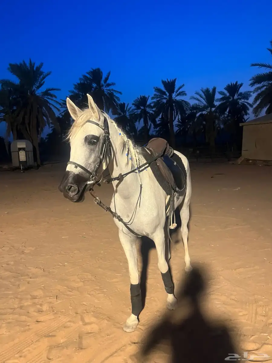 فرس شعبيه 6