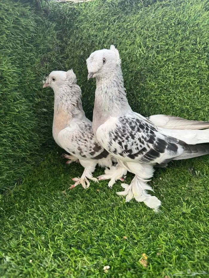 زوج تركي دبل كرست 3