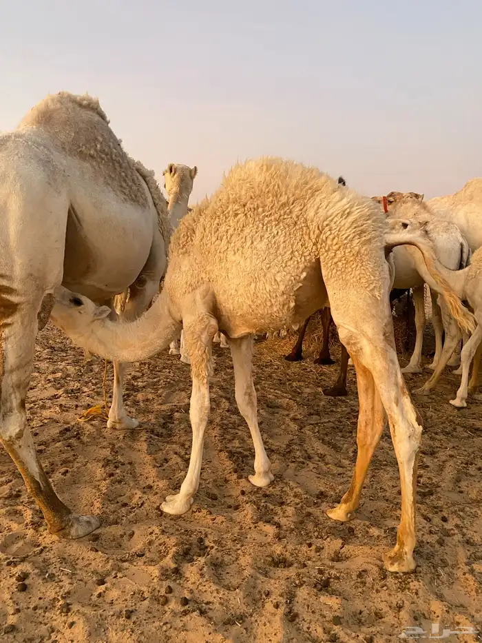 حشو قصب طيبه على الحليب 2