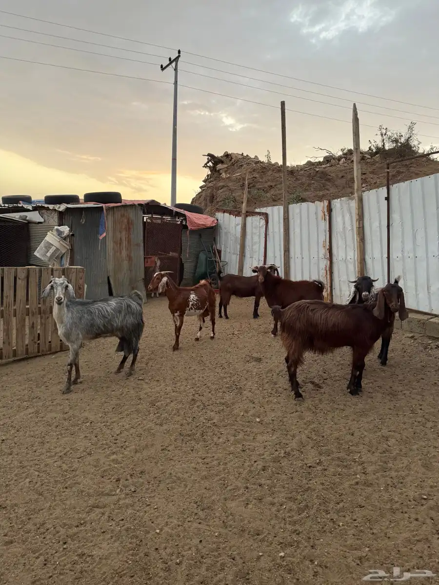 معزا تم البيع 1