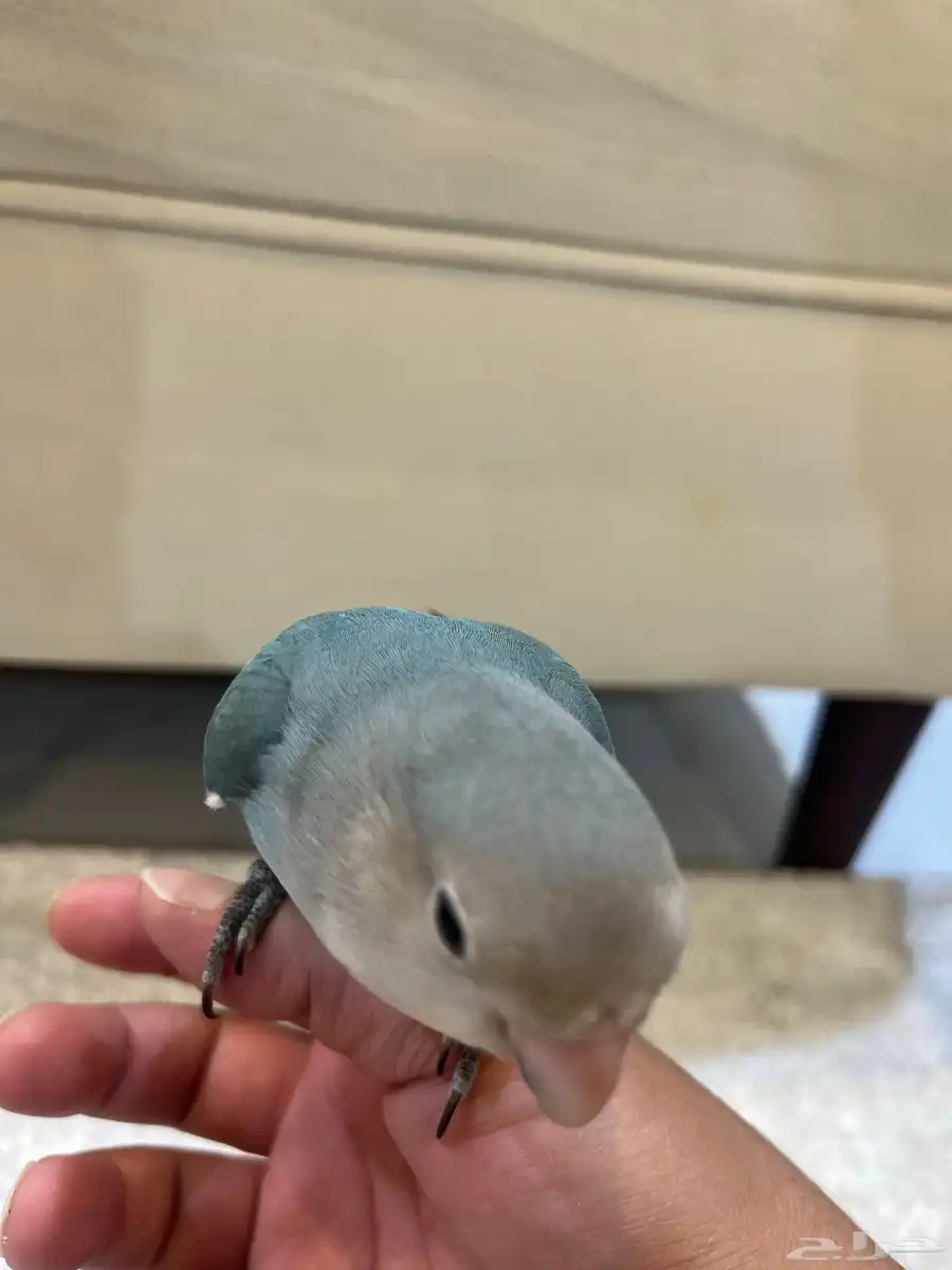 روز اليف 3
