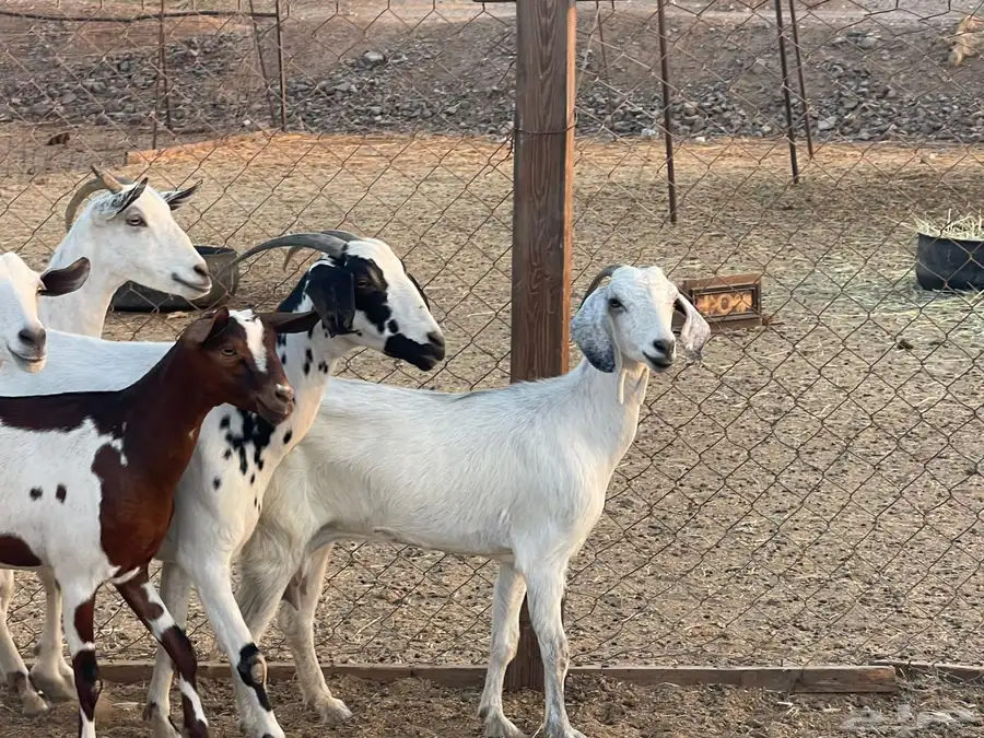 ماعز جنوبي من 630 10