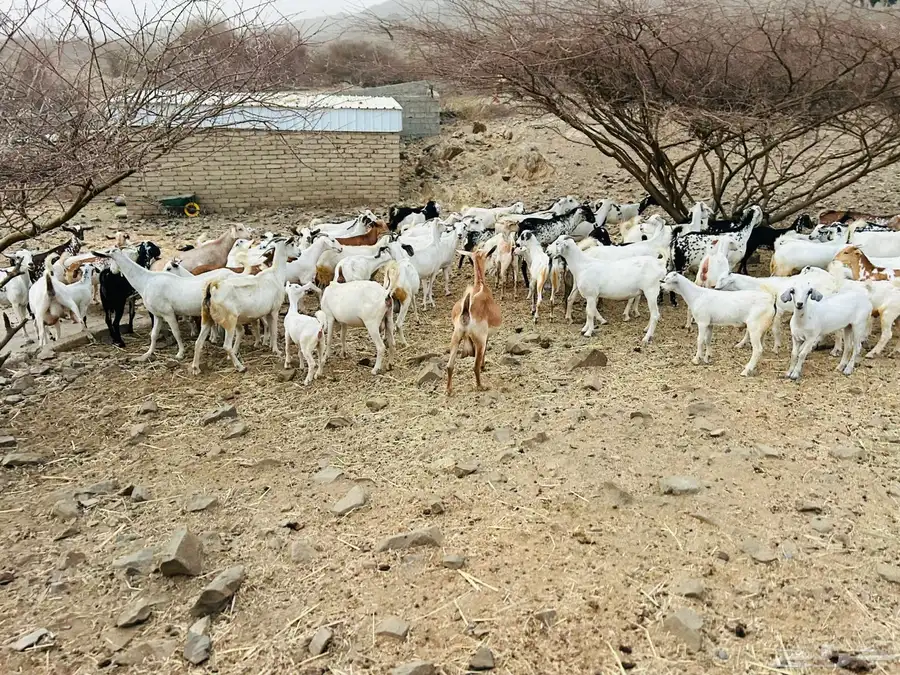 غنم مراح واحد العدد فوق ال 100 1