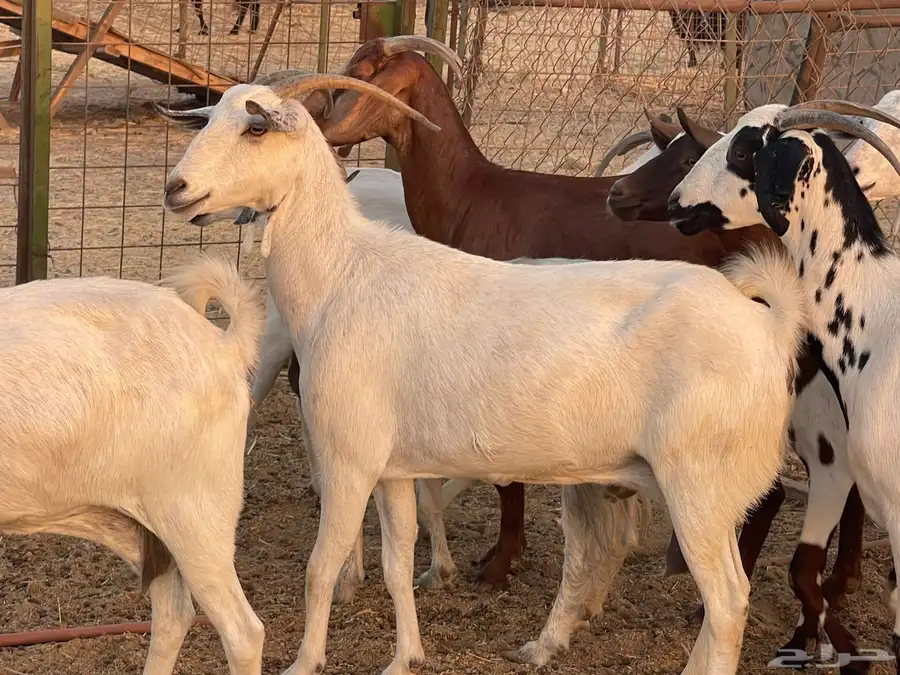 ماعز جنوبي من 630 6