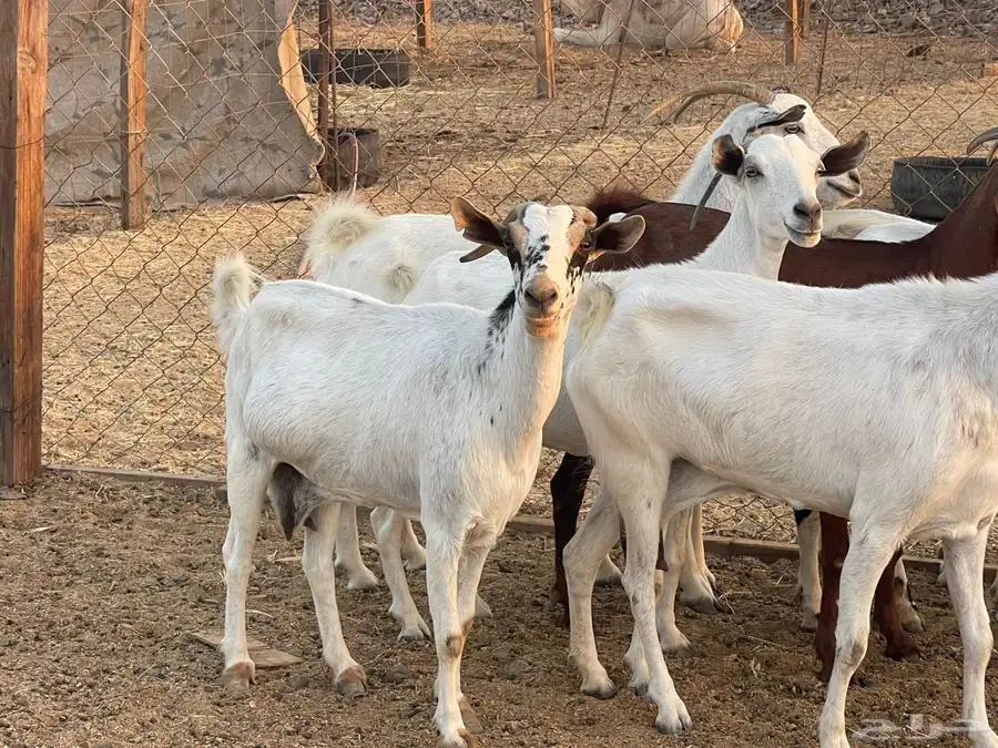 ماعز جنوبي من 630 0