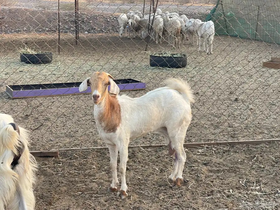ماعز جنوبي من 630 7