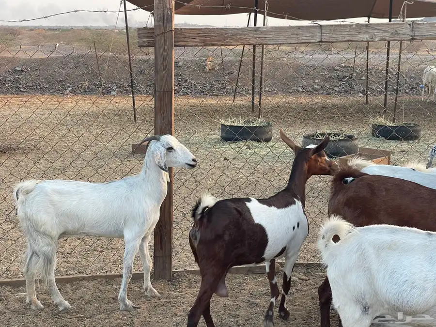 ماعز جنوبي من 630 1