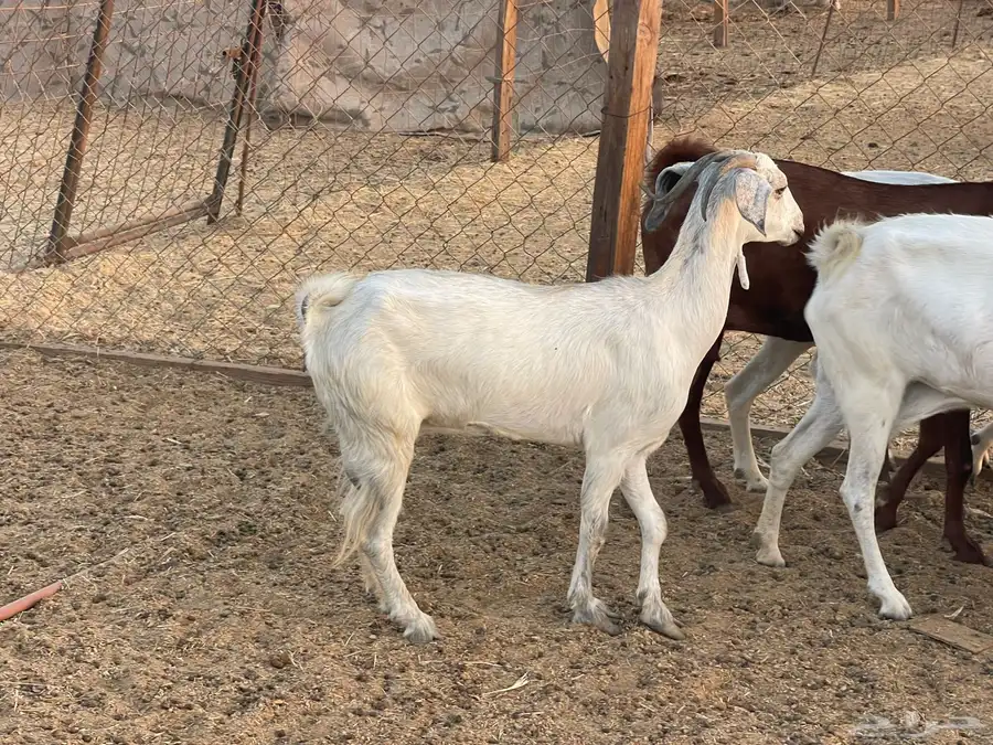 ماعز جنوبي من 630 5