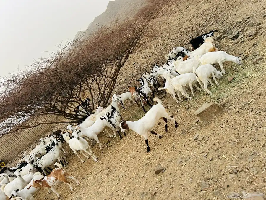 غنم مراح واحد العدد فوق ال 100 3