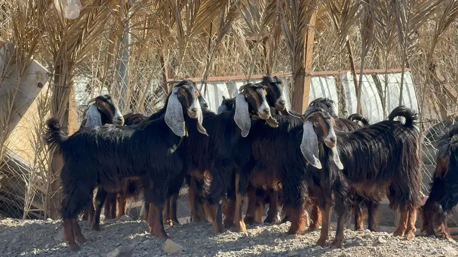 جفار حو 10