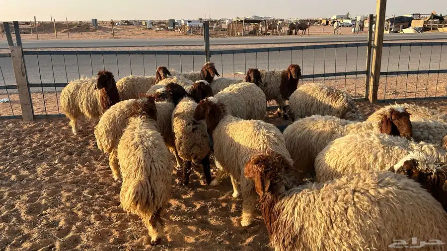 غنم نعيم نضيفه غنم برر سنها جذعات من 9شهور الى10 شهور 4