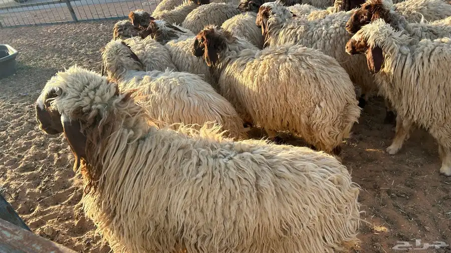 غنم نعيم نضيفه غنم برر سنها جذعات من 9شهور الى10 شهور 6