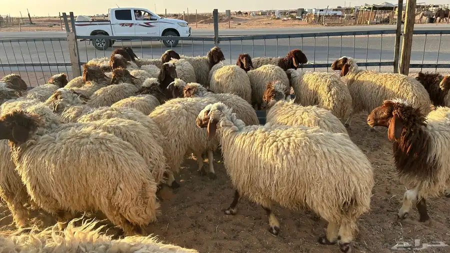 غنم نعيم نضيفه غنم برر سنها جذعات من 9شهور الى10 شهور 8