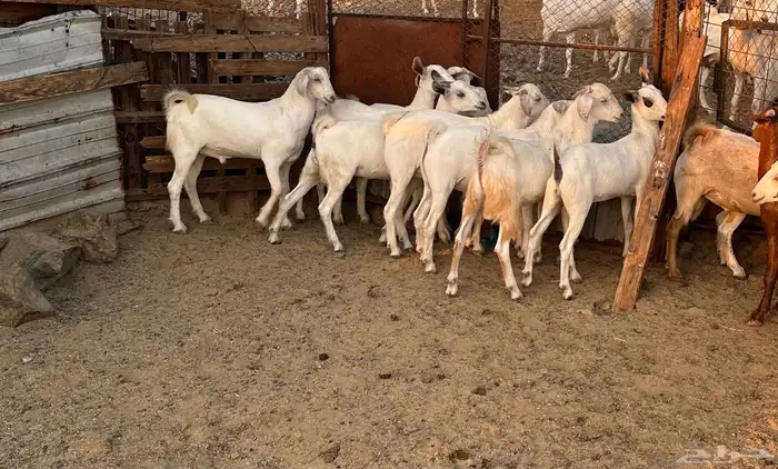 تيوس ذبايح ( تم البيع) 1