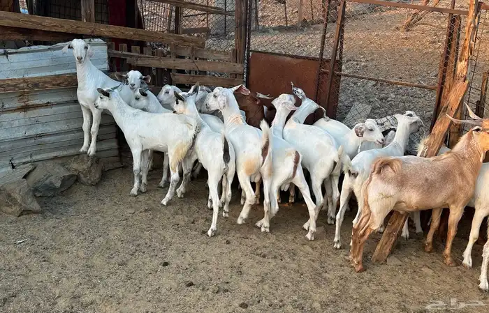 تيوس ذبايح ( تم البيع) 0