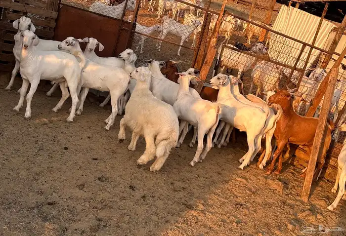 تيوس ذبايح ( تم البيع) 3