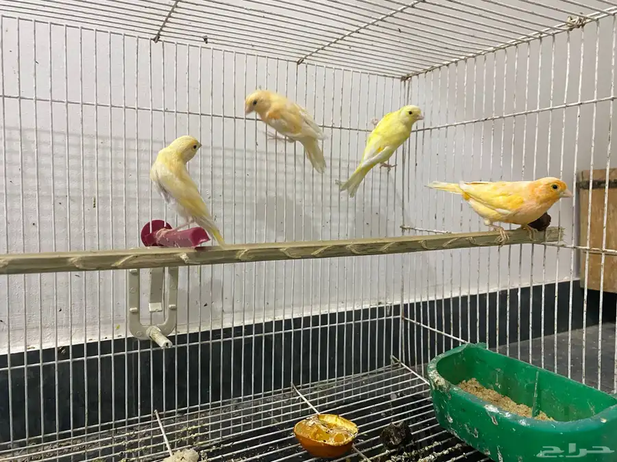 كناري 0