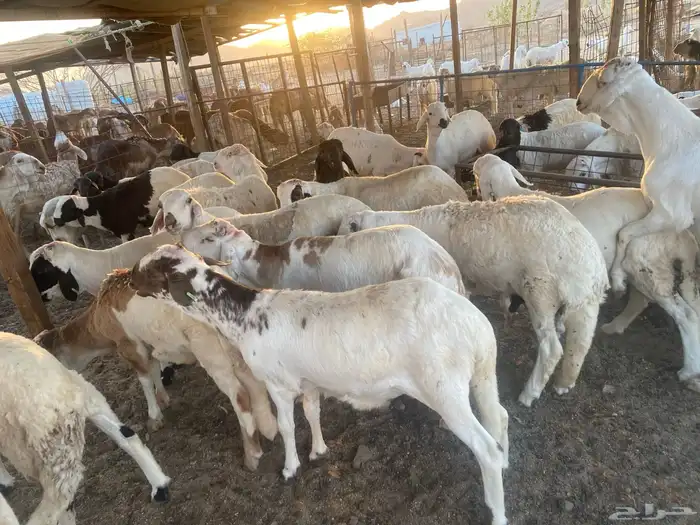 طليان سواكني ابيض مرابي 4