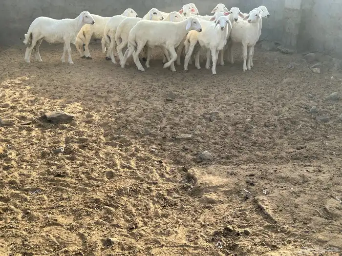 بهم حرش العدد 16 الذكران 14 والرخال 2 5