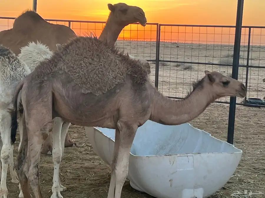 حشو فاخرة للبيع 2