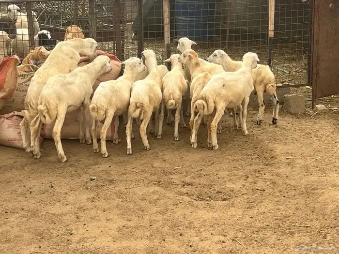كباشة تربية للبيع 4