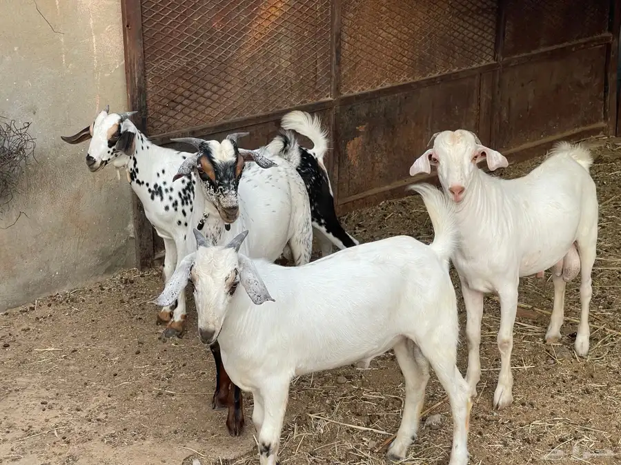 جفران للبيع 4