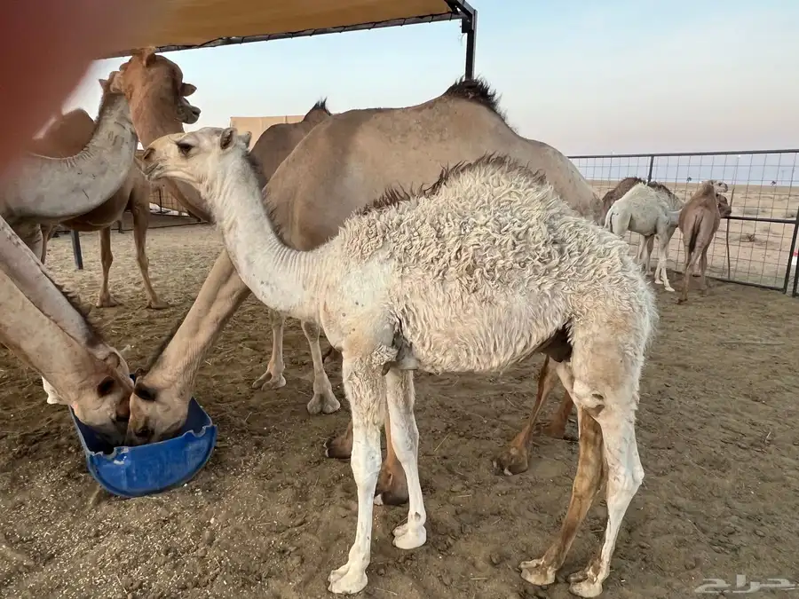 حشو فاخرة للبيع 1