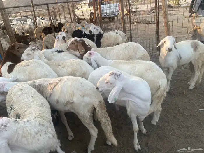 طليان سواكني ابيض مرابي 6