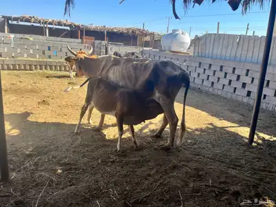 بقر للبيع 4