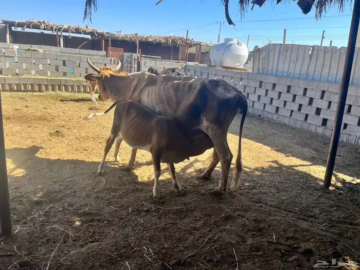 بقر للبيع 4