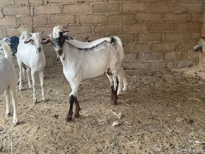 جفران للبيع 1